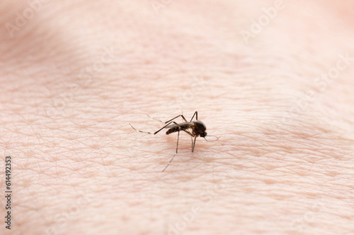Mosquito try bite human skin
