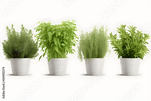 4 potted herbs, white background Generative AI