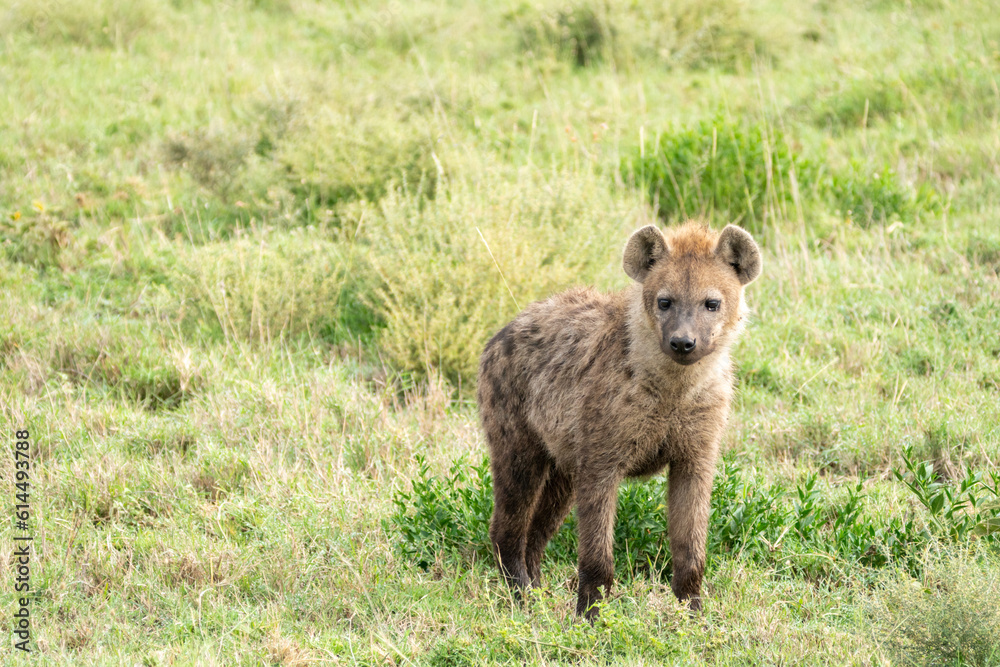Hyena grazes and prowls through the grassy plain of Serengeti National Park Hyena grazes and prowls through the grassy plain of Serengeti National Park