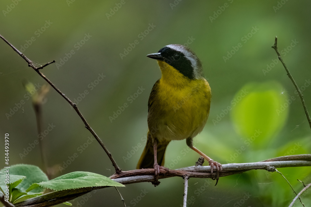 Obraz premium Common yellowthroat on small vine.