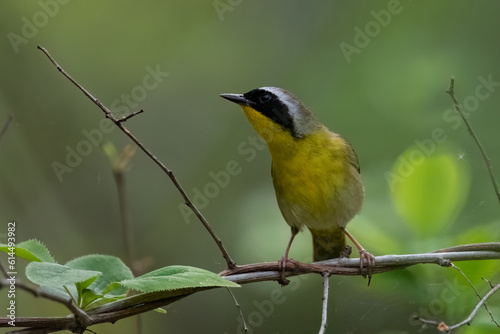 Common yellowthroat on small vine.