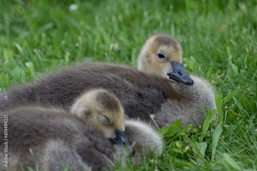 Pair of canada goose goslings. © Joshua