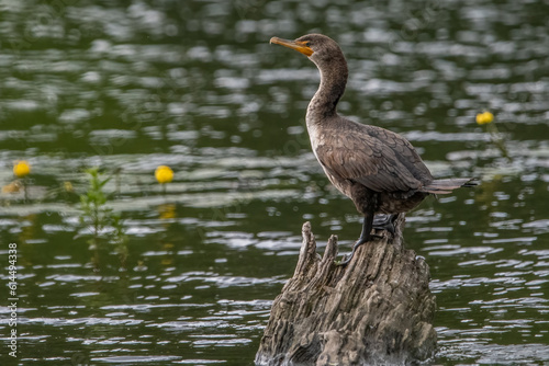 Juvenile double-crested cormorant perched on tree stump in water.