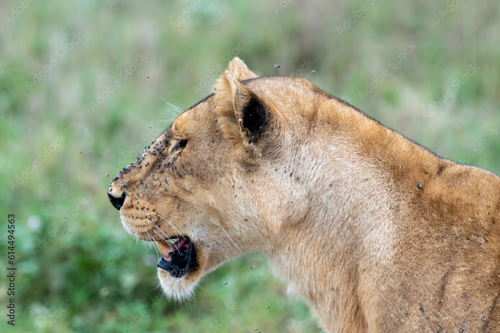 Lion lioness side portrait with mouth open, lots of flies in her face. Serengeti National Park Lion lioness side portrait with mouth open, lots of flies in her face. Serengeti National Park