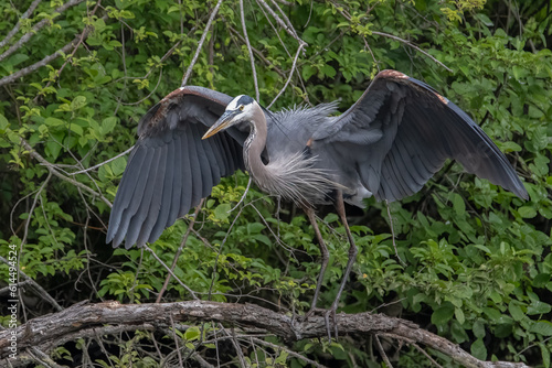 Great Blue heron with wings spread after landing. photo