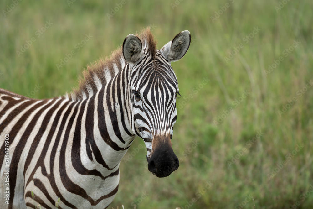 Fototapeta premium Portrait of a zebra, head shot, looking at camera - Serengeti National Park