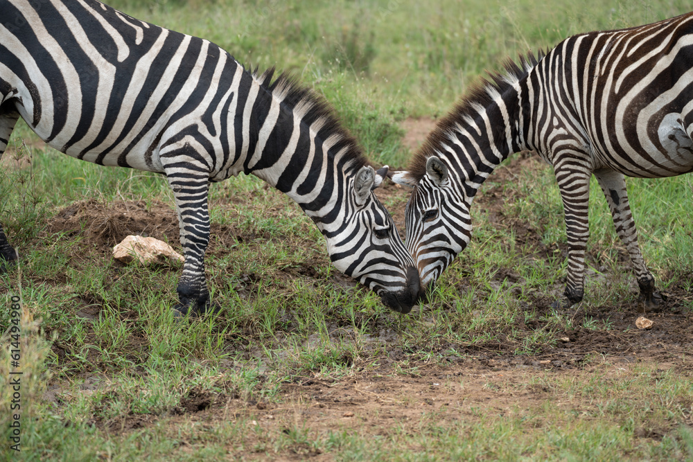 Two zebras touch noses and bond in Serengeti National Park Two zebras touch noses and bond in Serengeti National Park