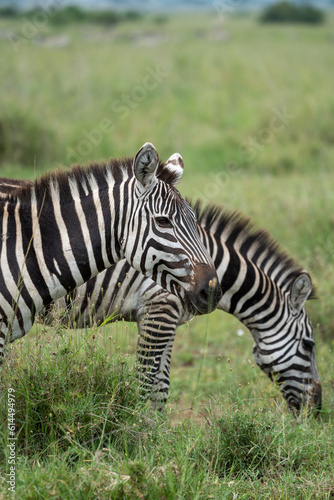 Two zebras  portrait orientation  in Serengeti National Park
