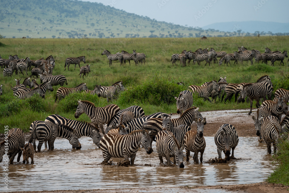 Herd of zebras take a drink from a creek in Serengeti National Park - obrazy, fototapety, plakaty 