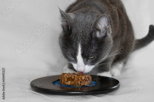 grey and white tuxedo cat eating cube of wet food off a plate, isolated on off-white background