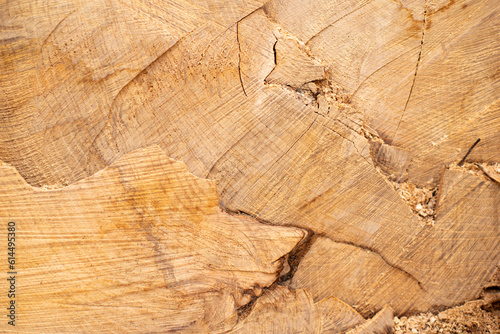 Cross section of a tree trunk