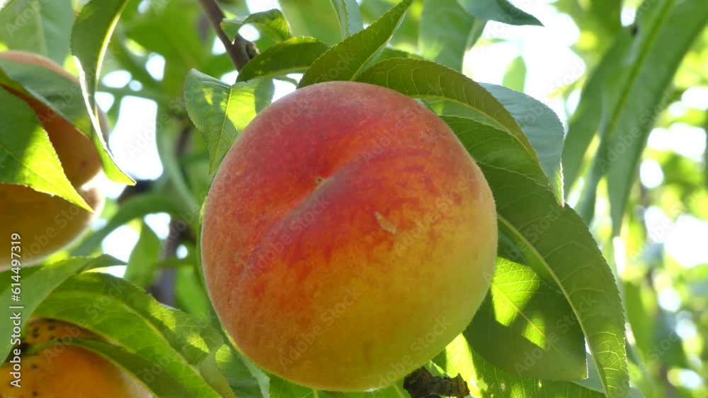 Red and orange peaches ripening on a peach tree in  sunshine. Peach fruits ripening on the branches of peach tree, branches with green leaves and sun rays on sunny summer day - real time with zoom out