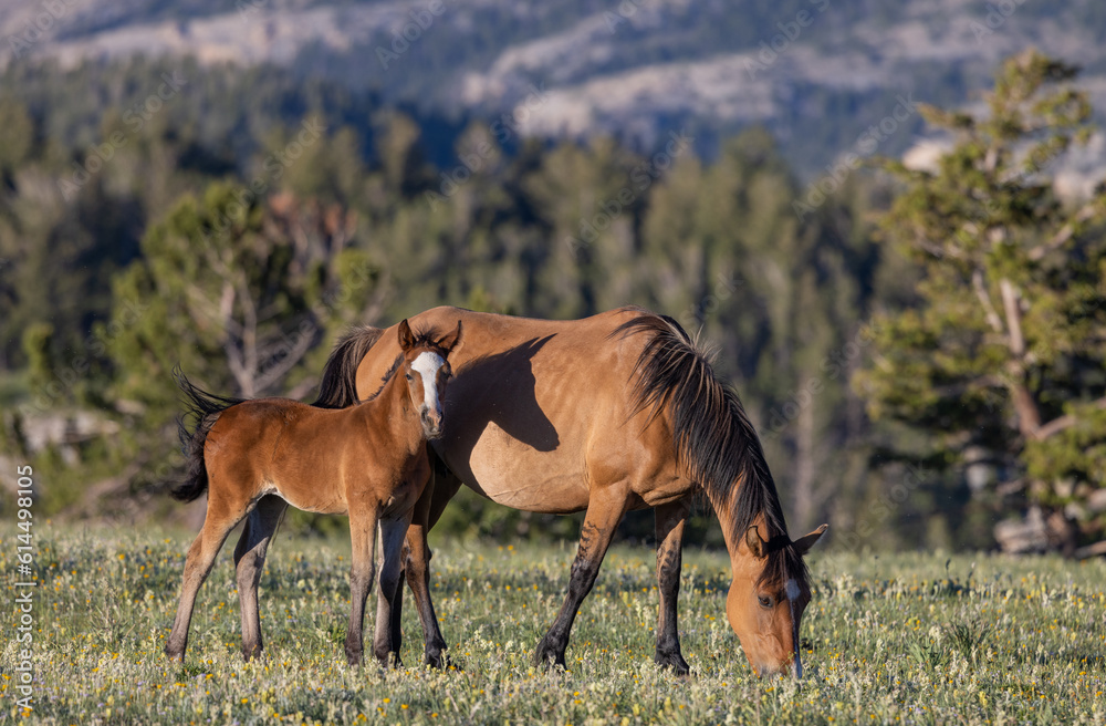 Fototapeta premium Wild Horse Mare and Foal in the Pryor Mountains Montana in Summer