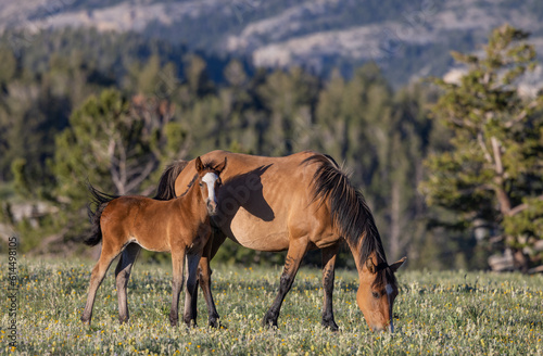 Wild Horse Mare and Foal in the Pryor Mountains Montana in Summer