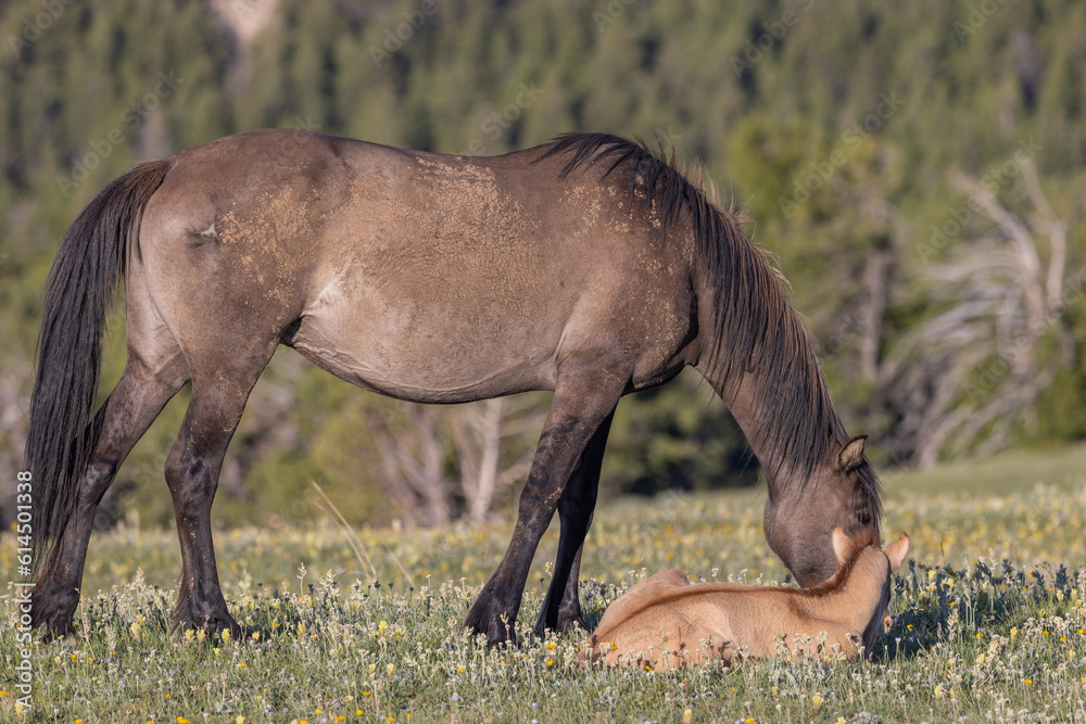 Wild Horse Mare and Foal in the Pryor Mountains Montana in Summer Wild Horse Mare and Foal in the Pryor Mountains Montana in Summer