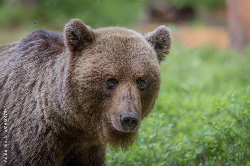 A lone wild brown bear also known as a grizzly bear (Ursus arctos) in an Estonia forest, the image shows a close up of the young bear as it walks around looking for food