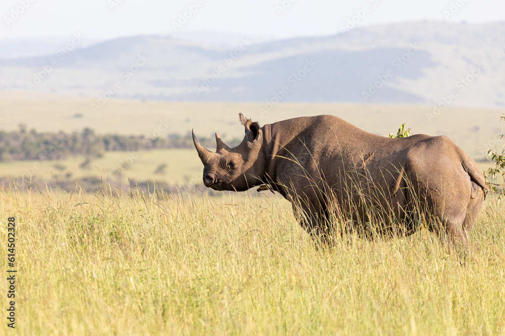 Obraz premium Black Rhino