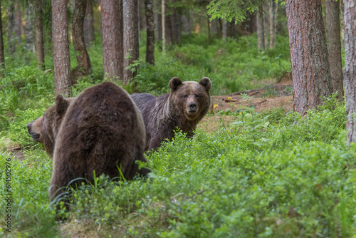 A lone wild brown bear also known as a grizzly bear (Ursus arctos) in an Estonia forest, Two young bear cubs eating on the berries of the forest floor with one bear interested in the camera