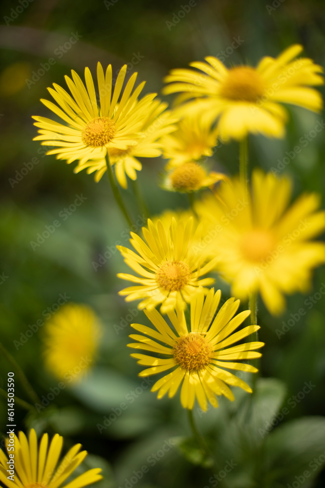 Yellow flowers. Flowers in park. Details of nature in summer. Yellow flowers. Flowers in park. Details of nature in summer.