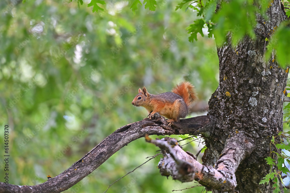 Squirrel sitting on a tree branch. Squirrel sitting on an oak tree Squirrel sitting on a tree branch. Squirrel sitting on an oak tree