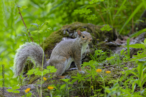 An eastern gray squirrel sits on an old tree trunk in the grass