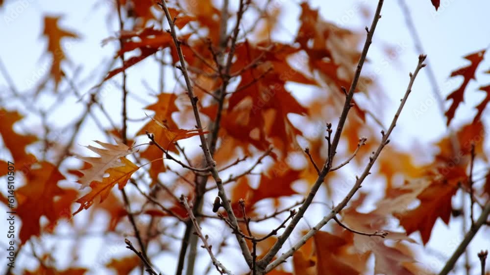 orange, yellow, golden oak foliage, Quercus palustris flutter in wind, leaves break away from branches, fall downt, autumn season, good weather, natural, environmental concept, banner for designer orange, yellow, golden oak foliage, Quercus palustris flutter in wind, leaves break away from branches, fall downt, autumn season, good weather, natural, environmental concept, banner for designer
