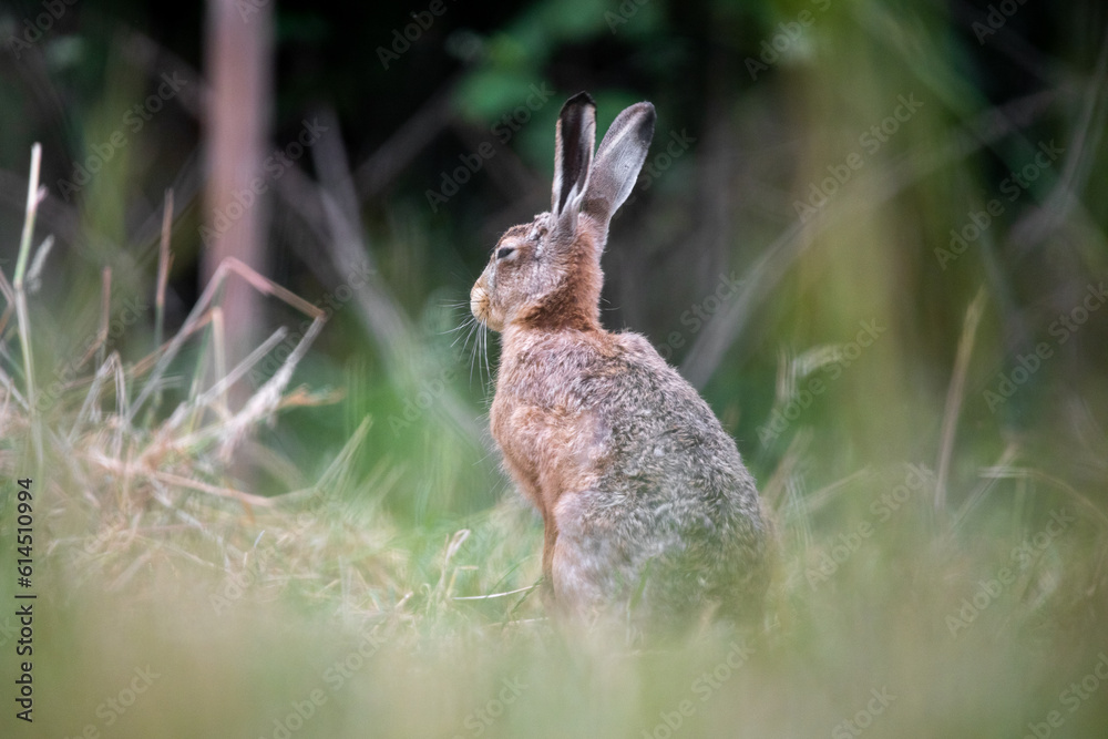 Obraz premium Wild rabbit sitting in a field