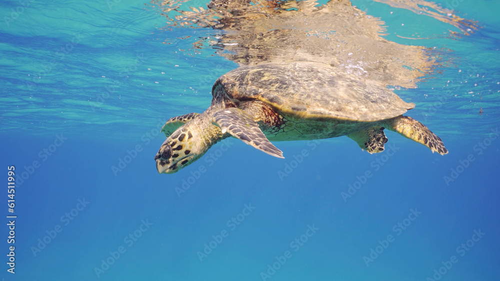 Obraz premium Sea Turtle resting on surface of water and looking down. Hawksbill Sea Turtle or Bissa (Eretmochelys imbricata) lies on surface in blue water and watches action, Red sea, Egypt
