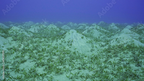 Schilderij op canvas Seagrass bed on hilly sand bottom