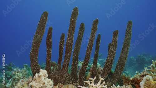 Erect Rope Sponge (Hyrtios erectos) on the deep in morning time, on blue water background, Red sea, Egypt