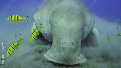 Frontal portrait of Sea Cow or Dugong (Dugong dugon) accompanied by school of Golden trevally fish (Gnathanodon speciosus) feeding Smooth ribbon seagrass, Red sea, Egypt