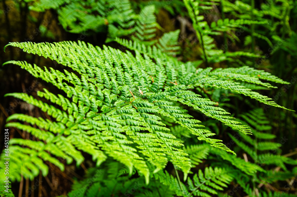 Close-up detail of a Fern plant in its natural habitat. Forest beauty. Very green and important plant for the forest. Close-up detail of a Fern plant in its natural habitat. Forest beauty. Very green and important plant for the forest.