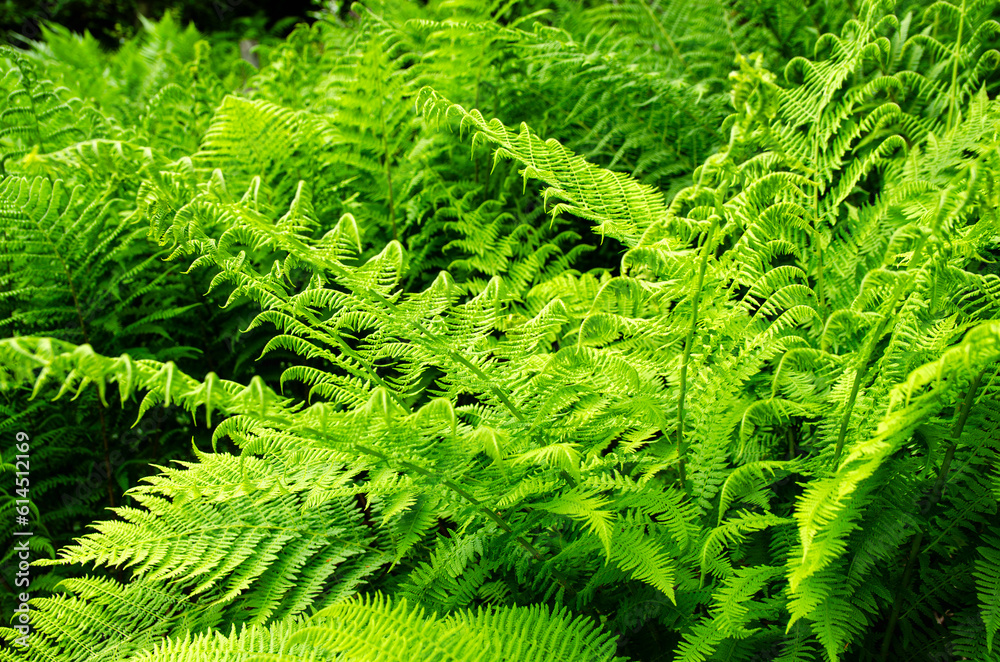 Close-up detail of a Fern plant in its natural habitat. Forest beauty. Very green and important plant for the forest. Close-up detail of a Fern plant in its natural habitat. Forest beauty. Very green and important plant for the forest.