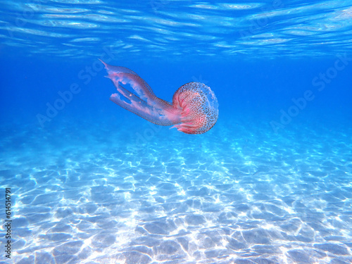 Jellyfish underwater Mediterranean sea
