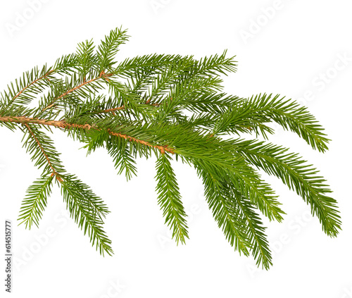 natural green spruce branch