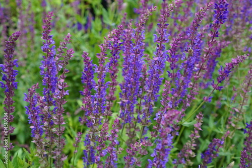 sage plant with blue flowers in the garden in summer close-up. The concept of growing medicinal plants on a garden plot