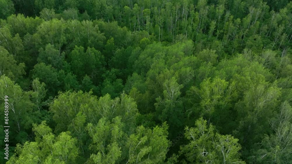 Flight over green forest in summer. Aerial view	
