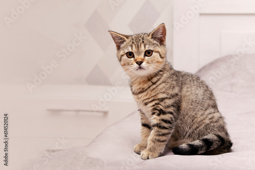 Beautiful scottish straight kitten looking up on grey background