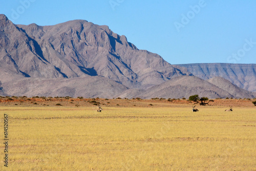 Antelopes lie on dry grass in the desert in Namibia, Africa against the background of mountains and blue sky.