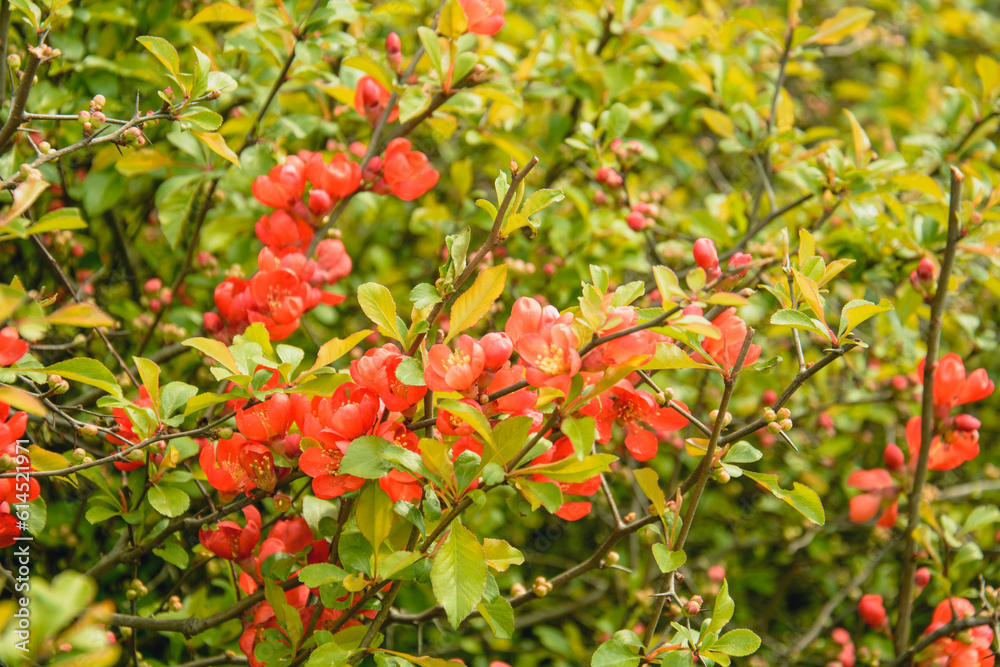 Beautiful flower foliage on a tree in a large park