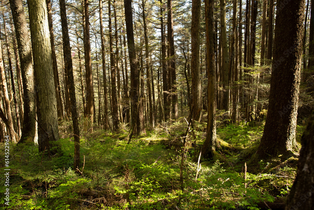 Fototapeta premium Scenic photograph of Mendenhall garden forest an Alaska landscape 