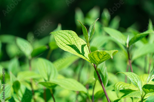 Bush cornus alba with green leaves and red stems. Natural plant borders of siberian dogwood in landscape design. Bright juicy branches cornus sibirica grow in springtime. Wallpapers in green colors. photo