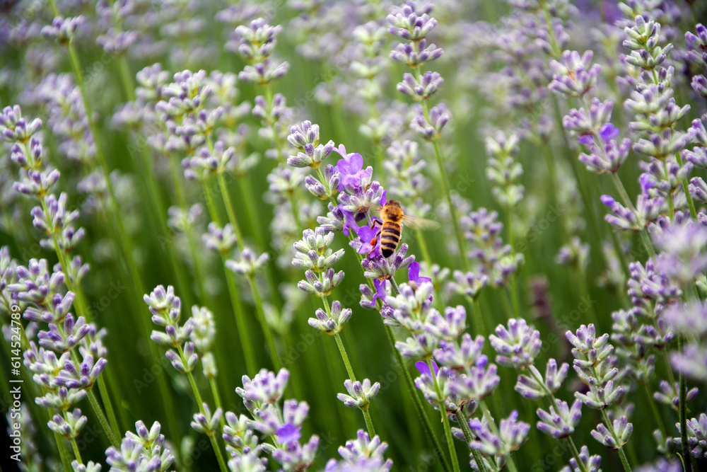 A Western honey bee (Apis mellifera) feeding on a lavender plant A Western honey bee (Apis mellifera) feeding on a lavender plant