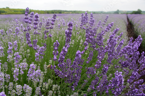 Fototapeta Naklejka Na Ścianę i Meble -  Closeup of a lavender shrub in the beginning of June