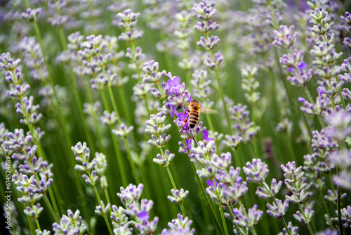 A Western honey bee (Apis mellifera) feeding on a lavender plant