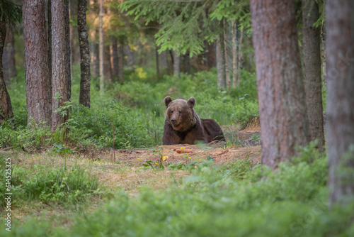 A lone wild brown young bear also known as a grizzly bear (Ursus arctos) in an Estonia forest, laying down and resting, looking slightly left of the camera