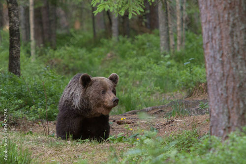 A lone wild young brown bear also known as a grizzly bear (Ursus arctos) in an Estonia forest, walking through the forest looking very curious and playful.