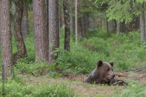 A lone wild brown bear also known as a grizzly bear (Ursus arctos) in an Estonia forest, looking very playful, laying down and resting on the forest floor