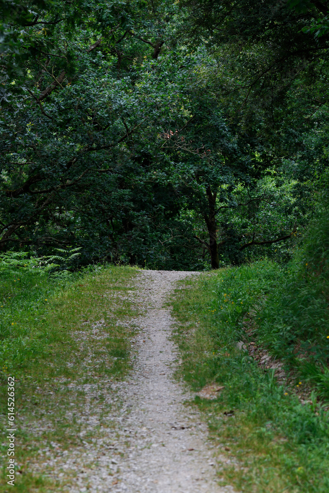 Path in the woods