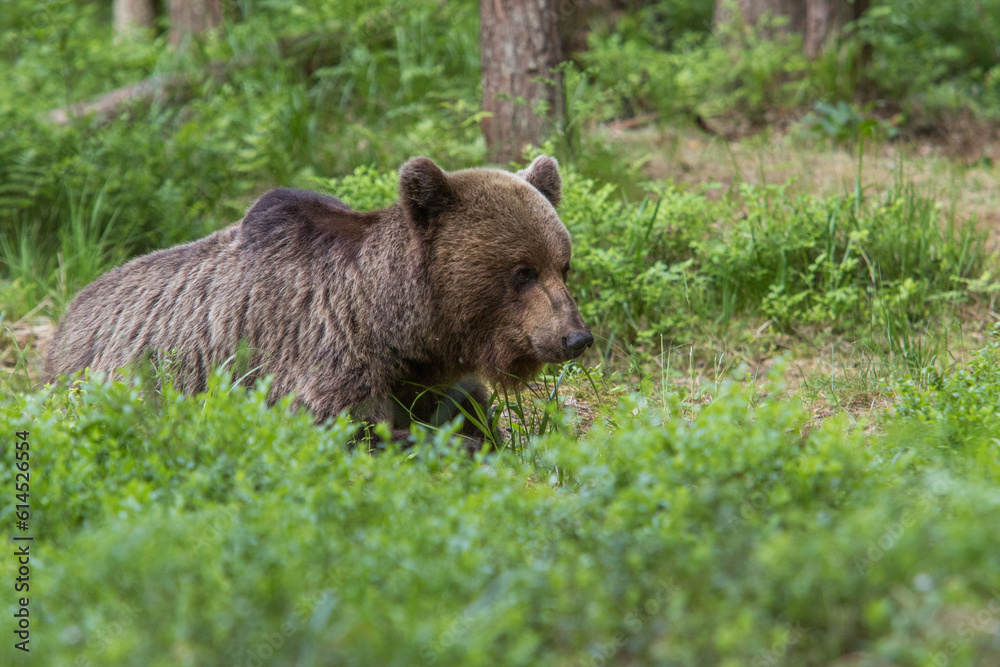 A lone wild brown bear also known as a grizzly bear (Ursus arctos) in an Estonia forest, sitting down in the shrubs of the forest floor looking at the ground ahead A lone wild brown bear also known as a grizzly bear (Ursus arctos) in an Estonia forest, sitting down in the shrubs of the forest floor looking at the ground ahead